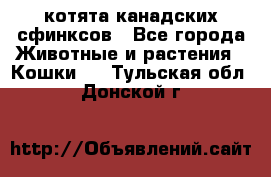 котята канадских сфинксов - Все города Животные и растения » Кошки   . Тульская обл.,Донской г.